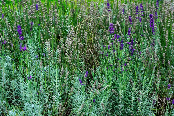 牧草地でのセージやサルビアの茂み 野生では 熟成期間中 — ストック写真