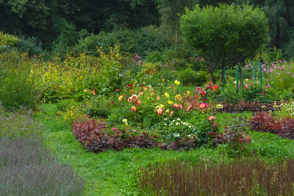 Üppig Blühende Dahlien Einem Schönen Garten Blütezeit — Stockfoto