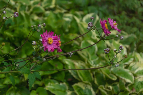 Beautiful Lush Garden Anemone Bush Flowering Period — Stock Photo, Image