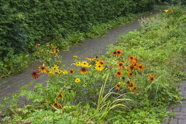 Bahçedeki Kozalaklı Bitkilerin Çiçeklerin Arasında Asfalt Yol — Stok fotoğraf