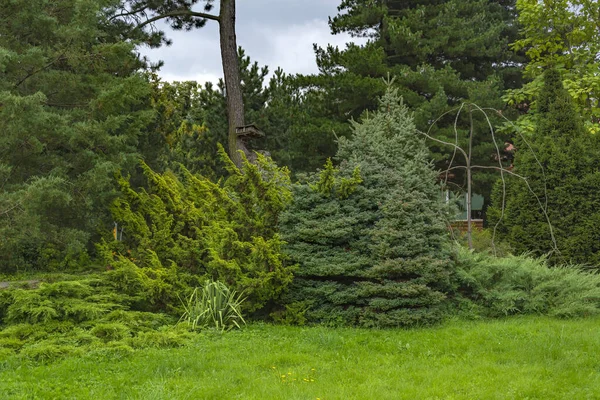 Paisaje Jardín Varias Plantas Coníferas Borde Bosque Pinos —  Fotos de Stock