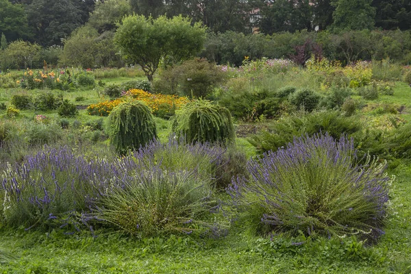 Çiçeklerin Arasında Iyi Korunmuş Bir Bahçede Yemyeşil Adaçayı Çalıları — Stok fotoğraf