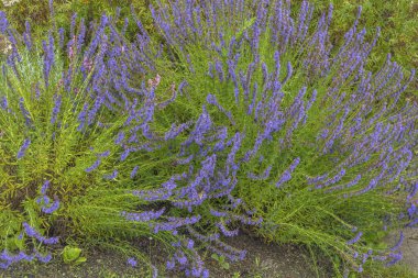 Çiçek açma dönemi boyunca iyi korunmuş bir bahçede yemyeşil adaçayı çalıları.