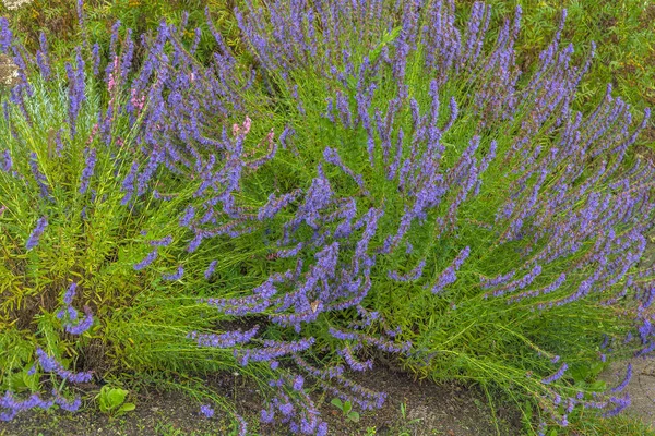 Çiçek açma dönemi boyunca iyi korunmuş bir bahçede yemyeşil adaçayı çalıları.