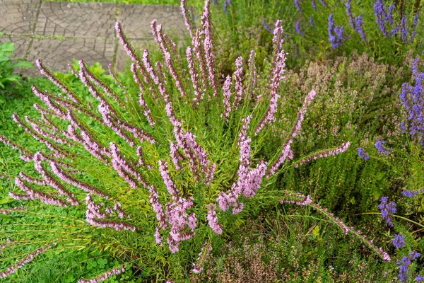 Exuberante Arbusto Salvia Jardín Bien Cuidado Durante Período Floración — Foto de Stock