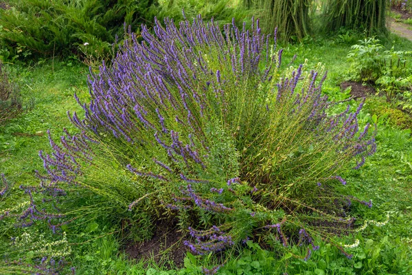 Exuberante Arbusto Salvia Jardín Bien Cuidado Durante Período Floración — Foto de Stock