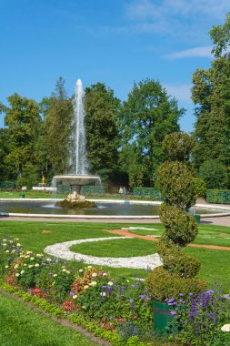 Peterhof, Rusya-30 Ağustos 2021: Büyük Saray, Peterhof, Saint Petersburg, Russi yakınlarındaki parterre 'de büyük çiçek tarlalarının ortasındaki Çeşme İtalyanca (ilk kase)