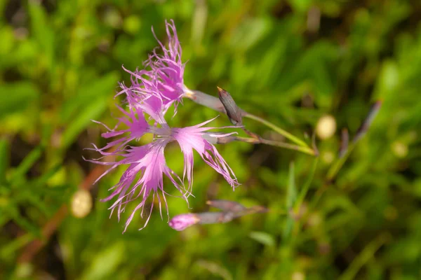 Delicate Bush Carnations Dianthus Western Siberia Kuzbass — Stock Photo, Image