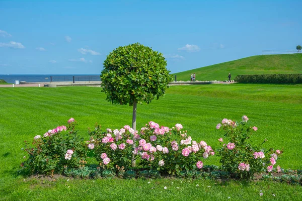 芝生の庭 フィンランド湾の海岸にあるピンクのバラの列 — ストック写真