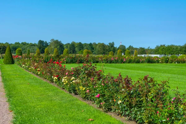 Jardim Com Gramados Fileiras Rosas Rosa Território Recém Desenvolvido Parque — Fotografia de Stock