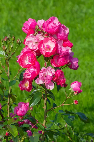 Luksusowo Kwitnący Krzak Róży Jasny Słoneczny Dzień — Zdjęcie stockowe