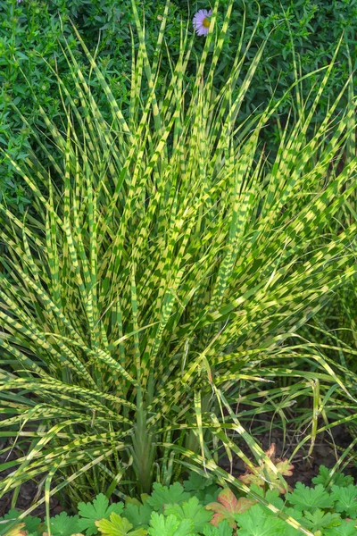 Zebrinus Chinese Miscanthus Een Sierkorenplant Gekweekt Tuin Rechtenvrije Stockfoto's