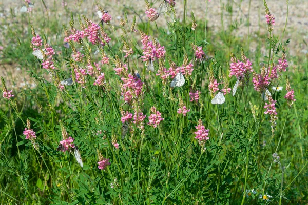 Siberian Esparcet Onobrychis Sibirica Many Butterflies Boyarishniza Pink Flowers Boyrishniza — Stock Photo, Image
