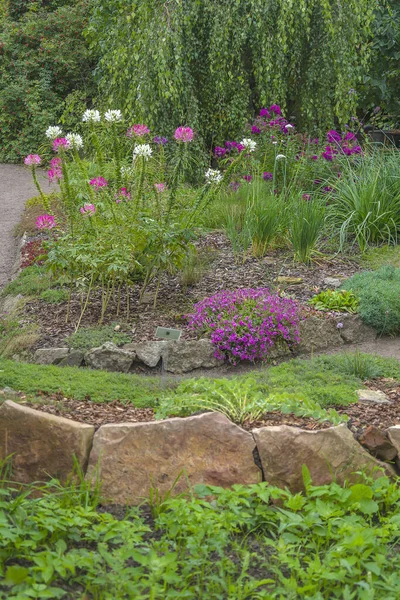 Cleoma Fleurissant Sur Parterre Fleurs Décoratif Dans Jardin Bien Entretenu — Photo