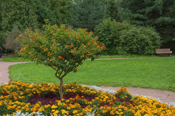 Lantana Strauch Der Mitte Eines Blumenbeetes Mit Üppigen Orangefarbenen Tagetis — Stockfoto