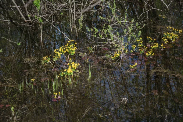 Arbustos Pantano Kaluzhnitsa Principios Primavera Durante Agua Alta —  Fotos de Stock