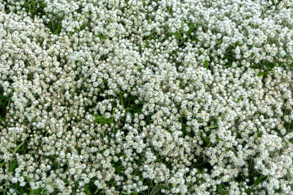 Frost Resistant Clematis Vine Lomonos Lush Flowering Season — Stock Photo, Image