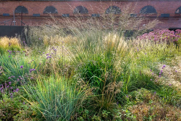 Una Composición Hierbas Ornamentales Moda Jardín Bien Cuidado — Foto de Stock