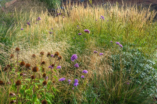 Korunmuş Bir Bahçedeki Şık Bitkilerden Oluşan Bir Kombinasyon — Stok fotoğraf