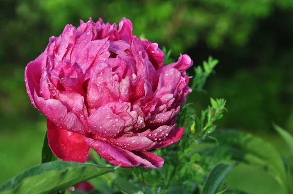 Die rosa Pfingstrose. — Stockfoto