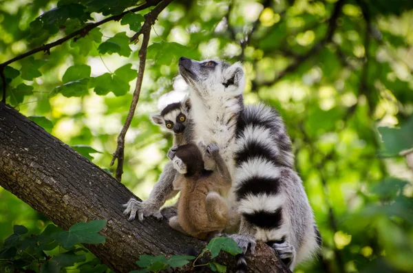 Lémure-de-cauda-anelada com dois bebés — Fotografia de Stock