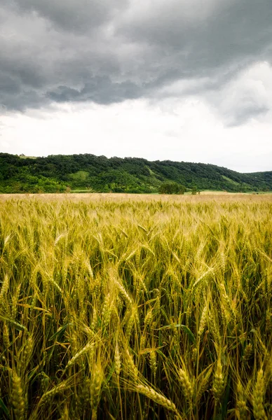 Campo di grano con cielo drammatico — Foto Stock