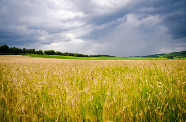 Пшеничне поле з драматичним небом — стокове фото