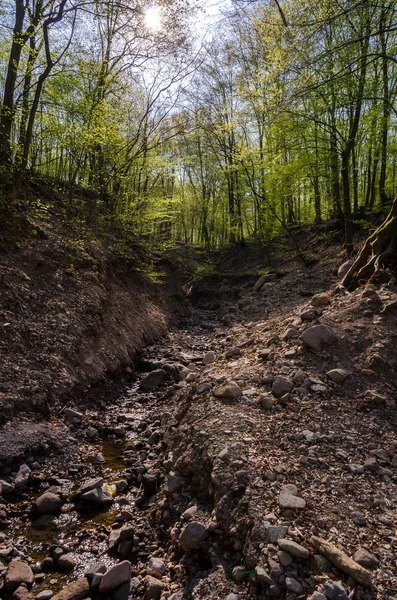 Orman yolu — Stok fotoğraf