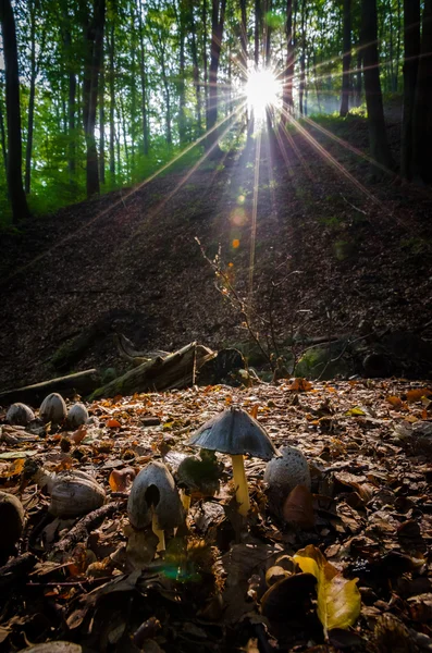 Setas en el bosque — Foto de Stock