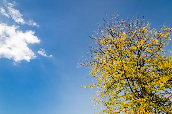 Golden Tree Leaves — Stock Photo, Image