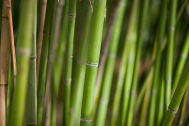 Yeşil Bambu arka plan