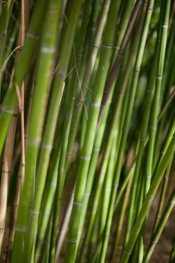 Yeşil Bambu arka plan