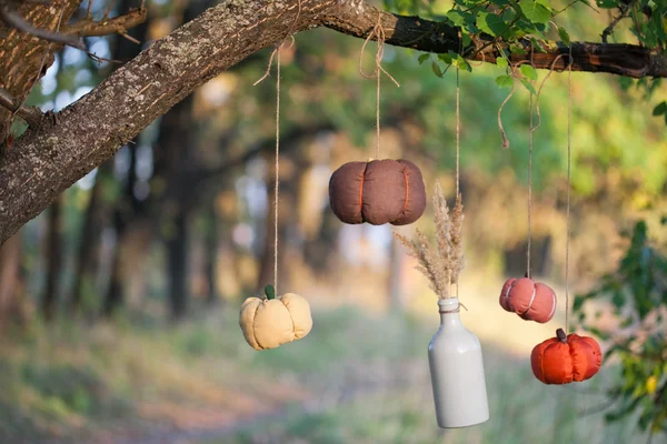 Harvested pumpkins decorate — Stock Photo, Image