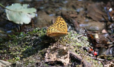 çok güzel bir sabah doğa sahne kelebek