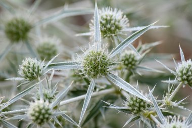 çiğ bitkiler üzerinde