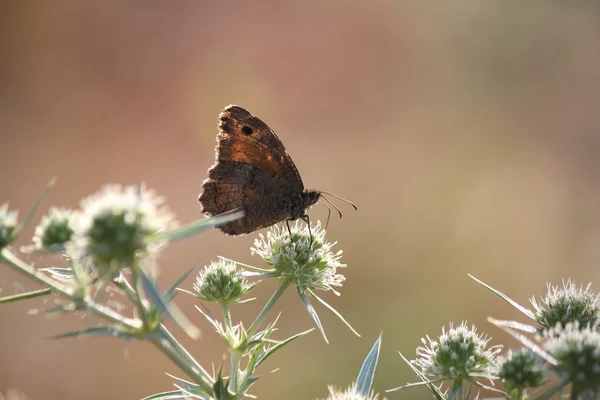 Butterfly nature scene — Stock Photo, Image