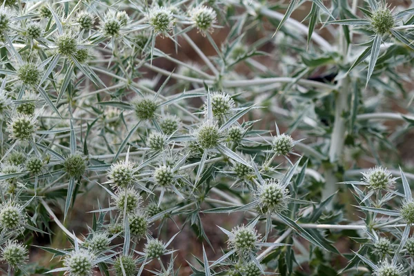 Natura vegetale sfondo — Foto Stock