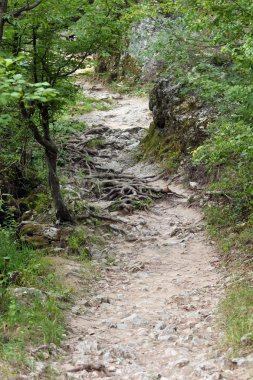 orman yolu