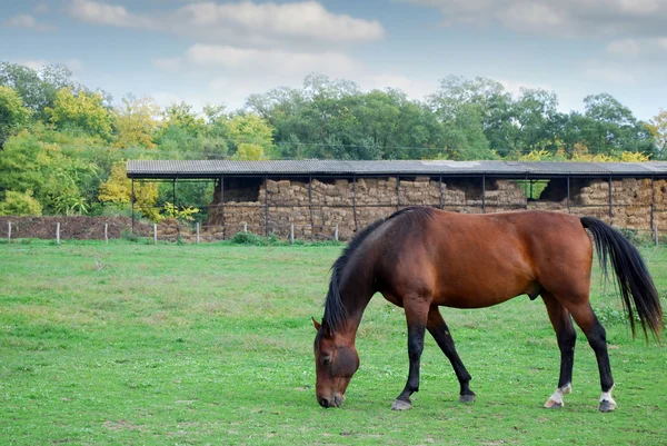 Cena de fazenda de cavalo marrom — Fotografia de Stock