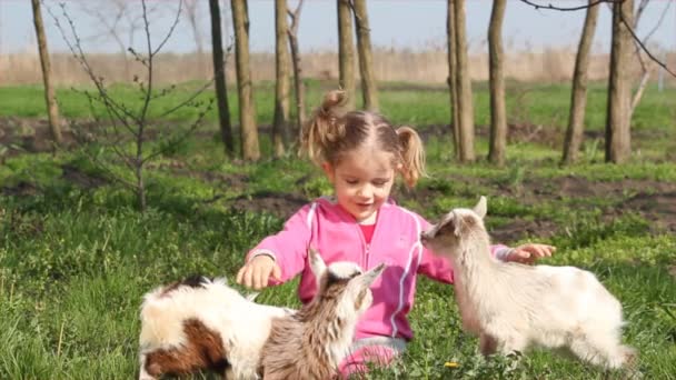 Kind en twee kleine geiten — Stockvideo