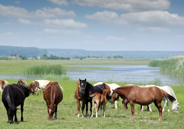 Caballos y potros en los pastos —  Fotos de Stock