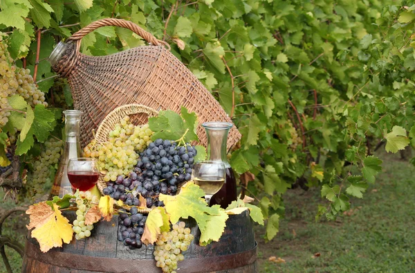 Viñedo con vino y uva —  Fotos de Stock