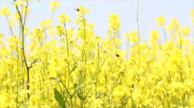 Arılar ve sarı çiçek