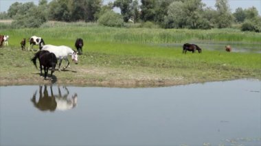 siyah ve beyaz at üstünde Nehri