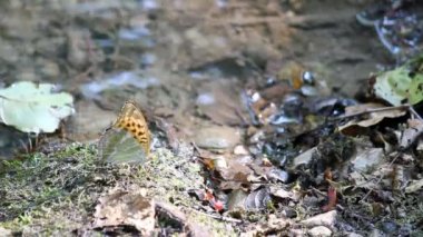 Kelebek ayakta su yakınında