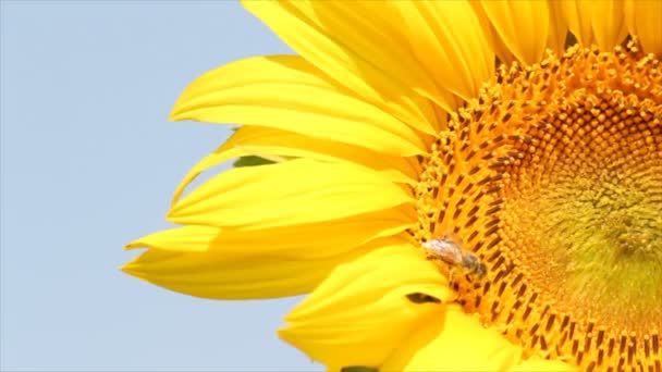 Bee on sunflower — Stock Video