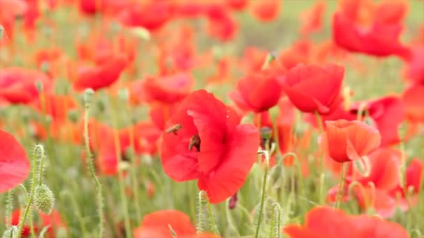 Bijen en klaproos bloemen — Stockvideo