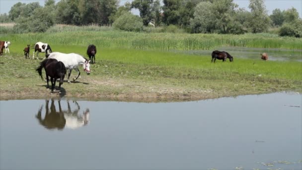 Черно-белый конь на реке — стоковое видео
