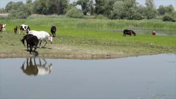 Cheval noir et blanc sur la rivière 