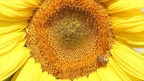 Včela na slunečnici — Stock video